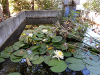 蓮の花